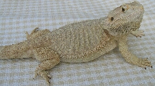 Hypo/Snow Bearded Dragon