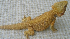 Hypo Yellow Bearded Dragon