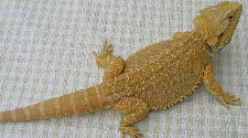 Hypo Yellow Bearded Dragon