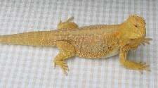 Hypo Yellow Bearded Dragon