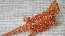 Red Hypomelanistic Bearded Dragon