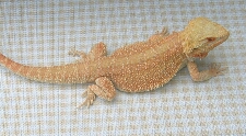 Hypomelanistic Bearded Dragon