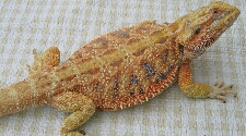 HypoRed / Orange German Giant Dragon