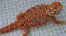 Red Bearded Dragon