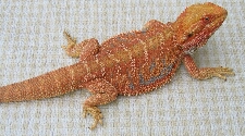 Red Het Hypomelanistic Dragon