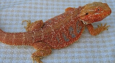 Red Het HypoPastel Dragon