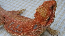 Red Het Pastel Bearded Dragon