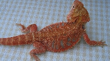 Red Het Pastel Dragon