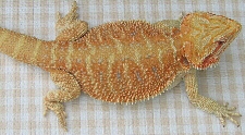 Cawley Red Bearded Dragon