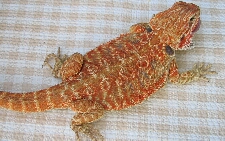 Red Italian Leatherback Dragon