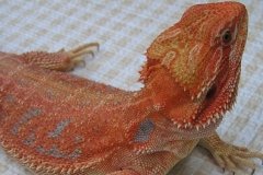 Red Het Pastel