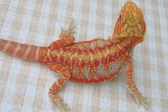 Red Hypo Het Translucent