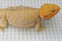 Hypo Pastel