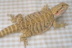 Het Trans Leather Female