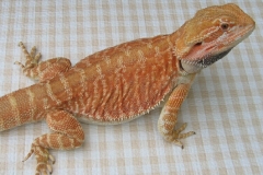 Orange Leatherback